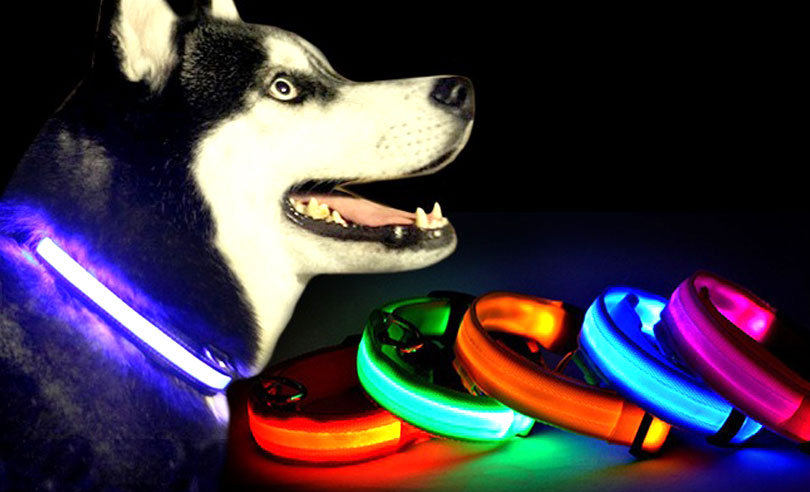 led dog collar with remote