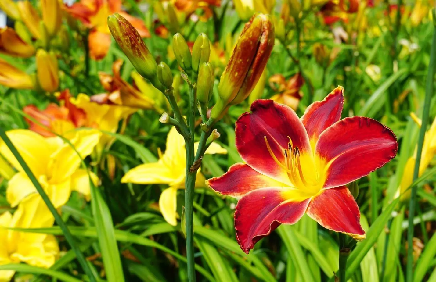 Daylilies