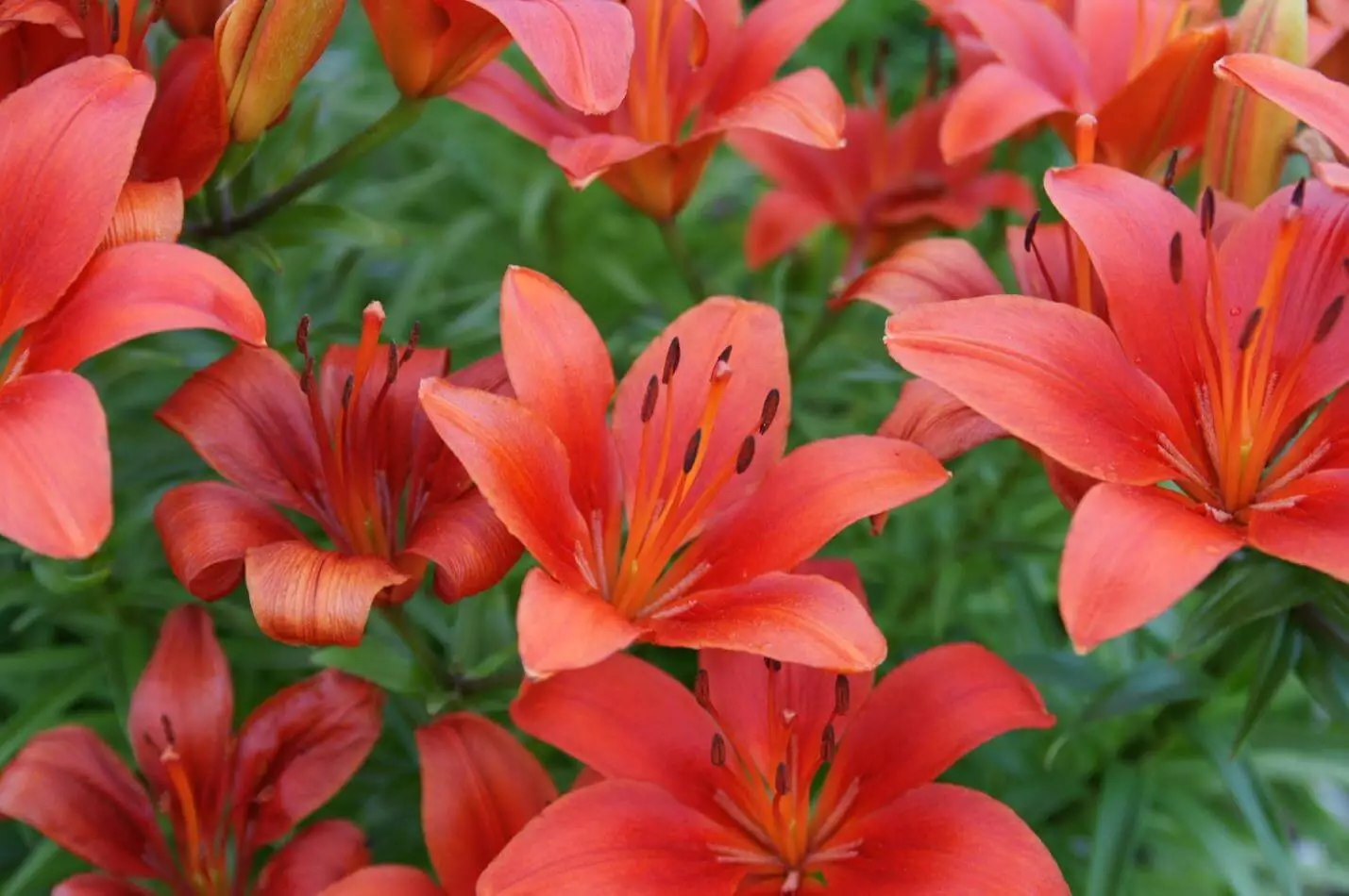 What Does The Name Lily Stand For